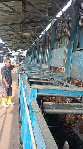 Pabrik kelapa sawit (PKS) merupakan pabrik yang berbahan baku tandan buah segar (TBS) kelapa sawit yang akan diolah menjadi minyak kelapa sawit atau crude palm oil (CPO) dan inti sawit (kernel). Crude palm oil (CPO) diperoleh dari daging buah (mesocarp). -Inti sawit (kernel) diperoleh dari biji. Minyak mentah selanjutnya diolah untuk dimurnikan dan dikeringkan untuk disimpan dan diekspor. #sawit #buah_sawit #reelsviral #fyp_tayangan #monetisasi #Foodsecurity | Rid Wan