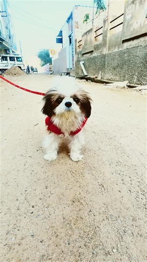 labrador puppy retriever puppies#animal life #shotfeed #shorts #catmeowarea