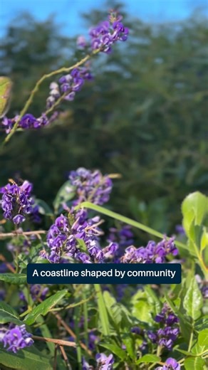 At Ocean Reef Marina, every dune, shrub, and sea breeze has a story. The native flora that thrives along this coastline doesn’t just add beauty it plays a vital role in protecting and shaping the land itself. That’s why coastal plantings are central to the Marina’s landscape design - chosen not only for their resilience, but for how they support local biodiversity, stabilise dunes, and reflect the natural character of this place. ﻿ As Ocean Reef Marina evolves, it does so with deep respect for t