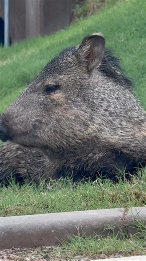 Is it a Pig or a Hog? No, it’s a Javelina! Today, these smelly neighbors were eating the neighborhood grass and playing in the moist soil. While feral Hogs are indeed true pigs, Javelinas belong to a completely different family of mammals called collared peccaries. Hippopotamuses are actually distantly related to Javelinas by suborder, and they do share some characteristics. Javelinas have a scent gland on the top of their rump covered by long hairs. They regularly rub their scent on each other 