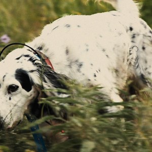 244K views · 1.6K reactions | You don’t take chances in the brush—and neither does this boot. Certified strike-resistant against venomous snake bites, the new Saltillo Snake Boot is handmade by the master bootmakers at Rios of Mercedes exclusively for King Ranch. | King Ranch Saddle Shop | Facebook