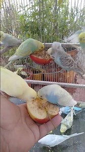 A Calm Bird Scene for Stress Relief