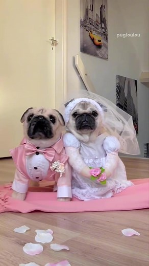 Adorable Pug Wedding: A Love-Infused Celebration