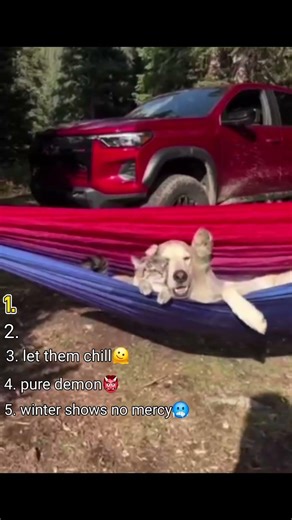 🙈🤩Ranking BEST Cats&Dogs moments part 23💀👻