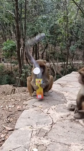 Monkey baby funny video 🤣🤣#animal #monkey #viral #funny #fbreels #165 | monkeyfameily9.5