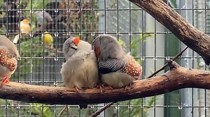 The zebra finch version of Snugglepot and Cuddlepie 😊 #accessibility video description: two zebra finches sit cuddled up together on a branch, taking in turns to peck at each other's feathers. Each puts their head back a little to give the other optimum access. | Little Beaks