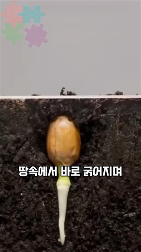 The Surprising Growth Secret of Peanuts That Most People Don't Know