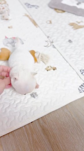 ✨ 1. “Advertencia: esta ternura puede derretir corazones.”  2. “Solo pasando a mejorar tu día con esta mini bolita de amor.” | TED en Español Podcast | Facebook