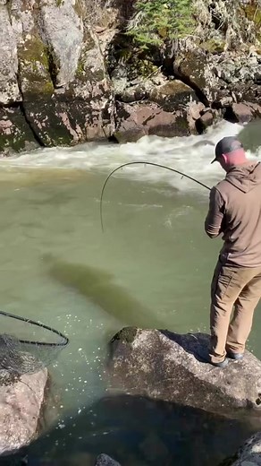What an incredible fish. Steelhead are rainbow trout native to the Pacific Northwest that hatch in small tributaries of many Idaho rivers. They annually migrate more than 600 miles from Idaho’s freshwater interior to the Pacific Ocean. Once in saltwater, steelhead can travel thousands of miles and grow to tremendous size before returning a year or two later to the Idaho stream of their birth. #steelhead #fishing #utah #fishcolorado #hEfishco #fishcolorado #steelheadfishing #goodtimes