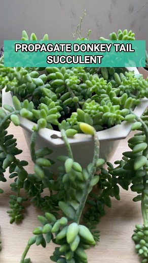 Donkey Tail - One of the easiest succulents to propagate ever 😉 #succulentsbox #succulents #cactus #sedum #propagation | Succulents Box