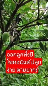 In-depth look at Chok Anan Mango: The 3-season mango—how to grow it off-season and make money all...