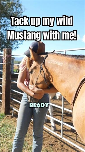 Tack up my wild Mustang horse with me! 😍 #mustang #horse #saddle #horses #wildhorse #shorts