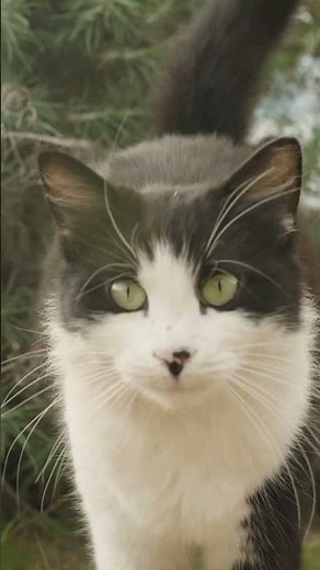 Cute Black & White Cat Meowing and Wagging Tail in Garden | Relaxing Cat Shorts 🇪🇺 #CatShorts #Meow
