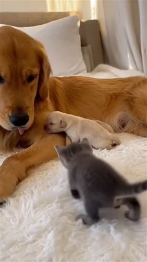 2.2M views · 35K reactions | Their first hello just melted every heart in the room ❤️ | Cute Cat Page | Facebook