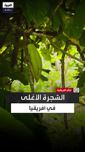 284K views · 10K reactions | تعمر لمدة 500 عام وتعد من أهم ثمار أفريقيا.. ما لا تعرفه عن شجرة الكاكاو #أيام_أفريقية #قناة_العربية الحلقة الكاملة: https://youtu.be/qyhHoejyrV4 | العربية برامج - Al Arabiya Programs | Facebook