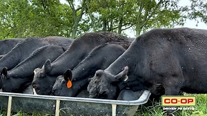 Ever wondered why feeding a fly control mineral to our cattle is so crucial? 🐮 Check out the video below to learn all the details! | Tennessee Farmers Cooperative