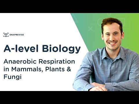 Anaerobic Respiration in Mammals, Plants & Fungi | A-level Biology | OCR, AQA, Edexcel
