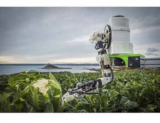 Automated Brassica Harvesting in Cornwall (ABC)