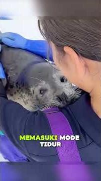 Anjing laut lucu