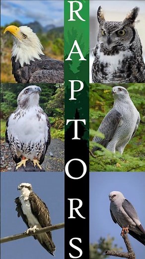 What is a Raptor? #Raptors #BirdsOfPrey #DidYouKnow #nature