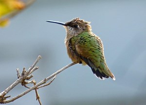 Hummingbirds are migrating back to Wisconsin. You can use this map to find them