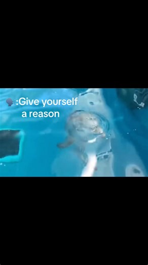 Finding New Reasons Through Dolphin Tales