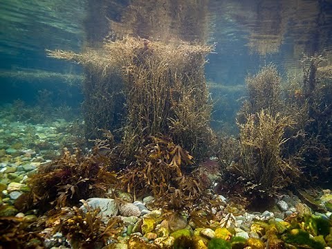 13 Benefits of Ascophyllum Nodosum