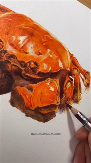 9.9K views · 533 reactions | Colored pencil drawing of a crab by artist Tianmei (Douyin) — a vibrant and hyper-realistic study that showcases masterful layering, rich color depth, and lifelike texture. Every detail, from the glossy shell to the delicate highlights, captures the essence of natural realism. Artist: Tianmei (Douyin) #coloredpencilart #realismart #hyperrealism #natureart #artprocess | Color Pencil Masters | Facebook