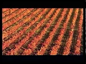 Socios y Colegas - DVD1 - Una empresa de Cava