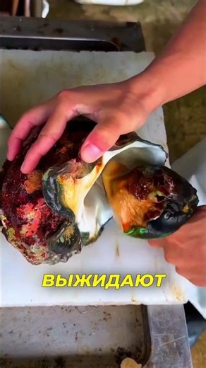 Почему этот моллюск так сложно достать 😯