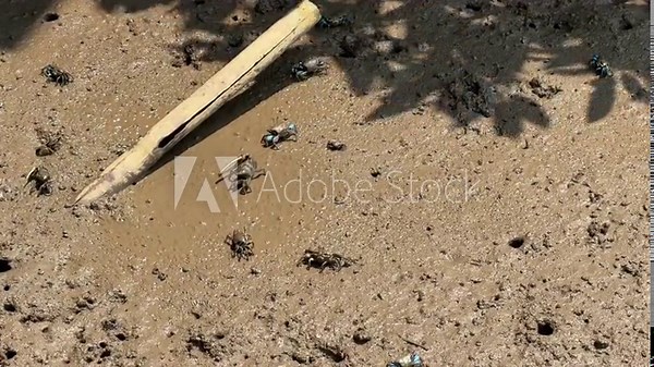 Mangrove crab feeding on mudflats ,Crab on the mud