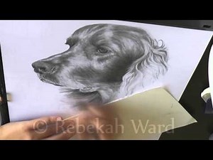 Irish Setter - Graphite pencil TIMELAPSE