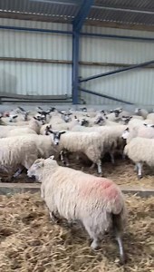 The girls are all ready to give birth in the maternity ward in farmer Richards daily update! | Hall Hill Farm