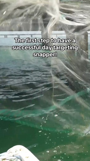 The first step to have a successful day targeting yellowtail snapper and mangrove snapper is making sure you have plenty of bait! #snapper #fishing #mangrovesnapper | Groupermvp