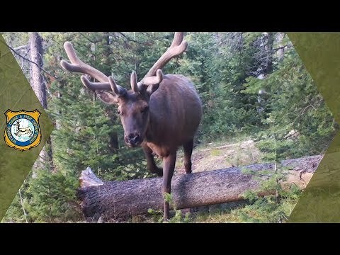 Trail Cam Video - YouTube