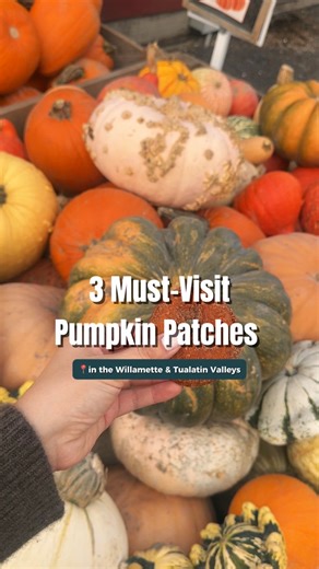 6.5K views · 56 reactions | It’s officially pumpkin patch season in...