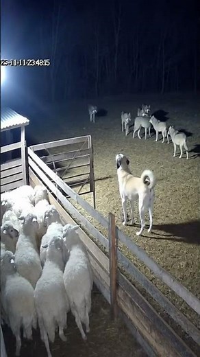 One Dog vs a Pack of Wolves! Incredible Courage Caught on Camera