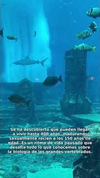 El secreto de la inmortalidad: ¿Cómo viven 400 años los tiburones?