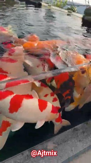 Big Koi Fish Feeding Time in Beautiful Pond | Giant Koi Fish Collection 🐟 #ajtmix #koifish #trending