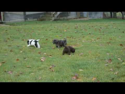 Cockapoo Puppies For Sale