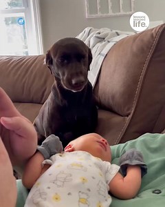 This dog is experiencing what it's like to become an older sibling 🤣🐶 | Lessons Learned In Life