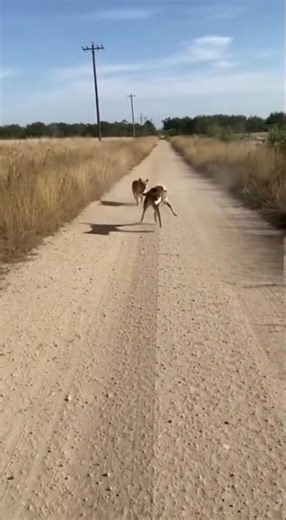 🦨🐕 “Skunk vs Dogs — The Funniest Escape Ever!”
