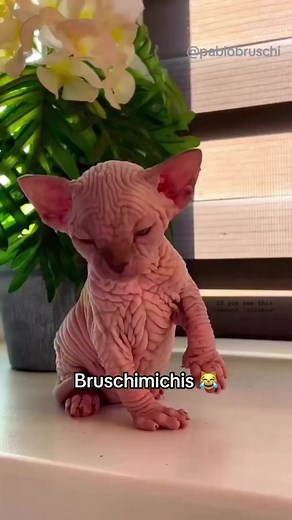 Bruschimichis 42: Pablo Bruschi's Hilarious Cat Videos