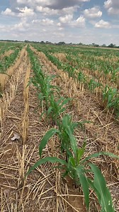 332K views · 3.4K reactions | Struggling to control the fall armyworm ? No worries anymore! With Elufen, your crops can now be free from insects and the stress they cause. #agriculture #fallarmyworm #followers #foryou #viralreels23 | Agronomist H Kanyimbo | Facebook