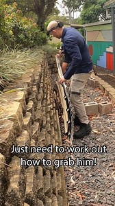 LARGE EASTERN BROWN SNAKE HIDING BEHIND TIN 🐍 #SnakeCatcher #Snak Spotted a massive Eastern Brown Snake sneaking behind some tin! Always stay alert around wildlife—this one’s a close call. 😱✨ #SnakeCatcher #EasternBrownSnake #WildlifeAlert #SnakeSighting #NatureCloseCall #ViralWildlife #AnimalEncounter #OutdoorLife #CrazyAnimals #UnexpectedMoments | Wildlife With Stuart Mckenzie