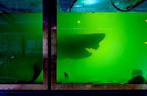 This Abandoned Melbourne Wildlife Park Features a Decaying Shark