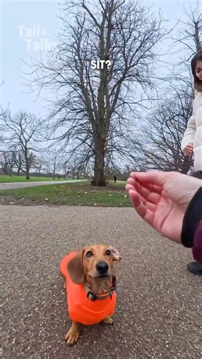 We met a very talkative Dachshund named Mouse in London! #dachshund #dog