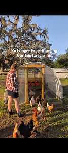 Not losing anymore chickens to hawks is made easier by The Poultry Supply Co. who is sponsoring this video! I've tried A LOT of different chicken waterers & feeders, so you can trust me when I say that this duo is so well thought out! My 3 favorite things about them are... 1. There are multiple heights of feet you can put on the base for different ages of chickens you may have. 2. The waterer has ring with dividers that would keep baby chicks from falling in - so you can use these from the very 