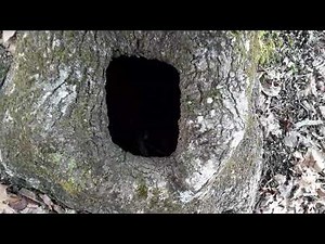 Indian Trail trees message trees