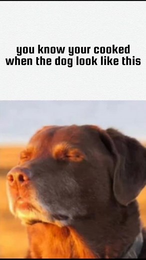 cooked dog meme